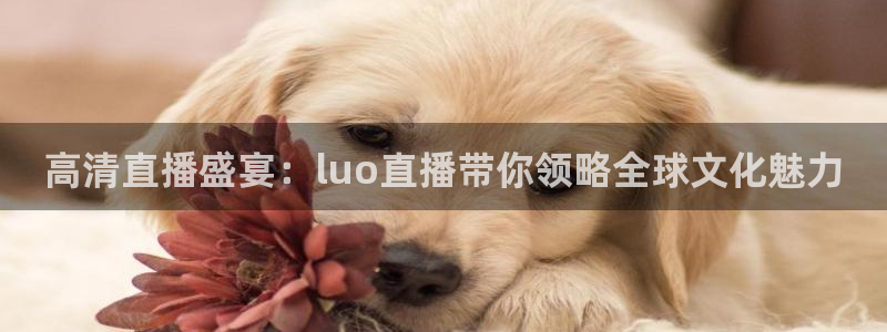 88看球直播高清：高清直播盛宴：luo直播带你领略全球文化魅力